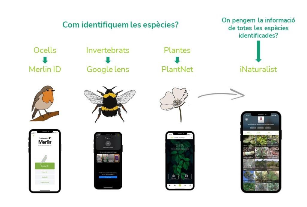 Aplicacions de ciència ciutadana per a la identificació dels grups d'espècies d'interès (Merlin ID, Google lens i PlantNet) i per la recol·lecció global de dades (iNaturalist)