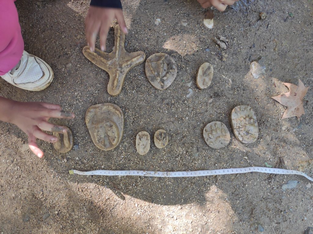 Activitat de les petjades on es mostren els diversos motlles usats, en la natura.